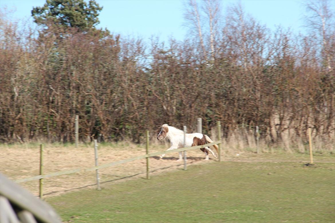 Anden særlig race Björk billede 11