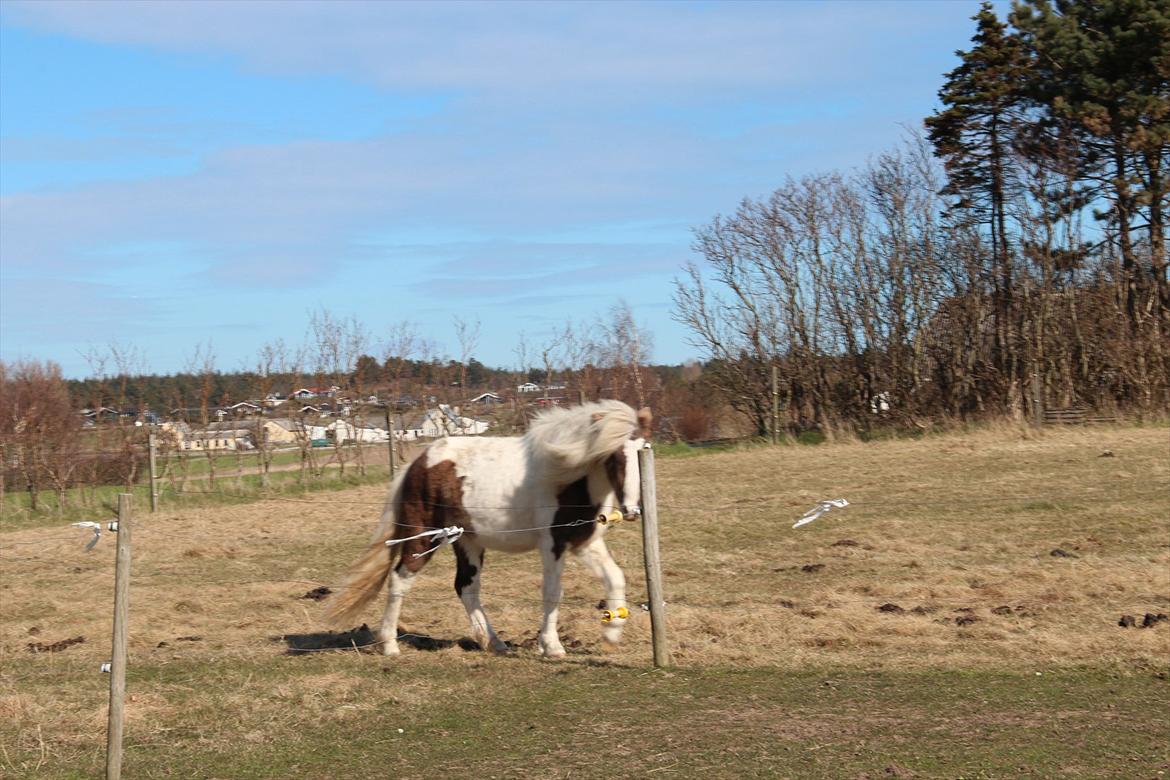Anden særlig race Björk billede 12