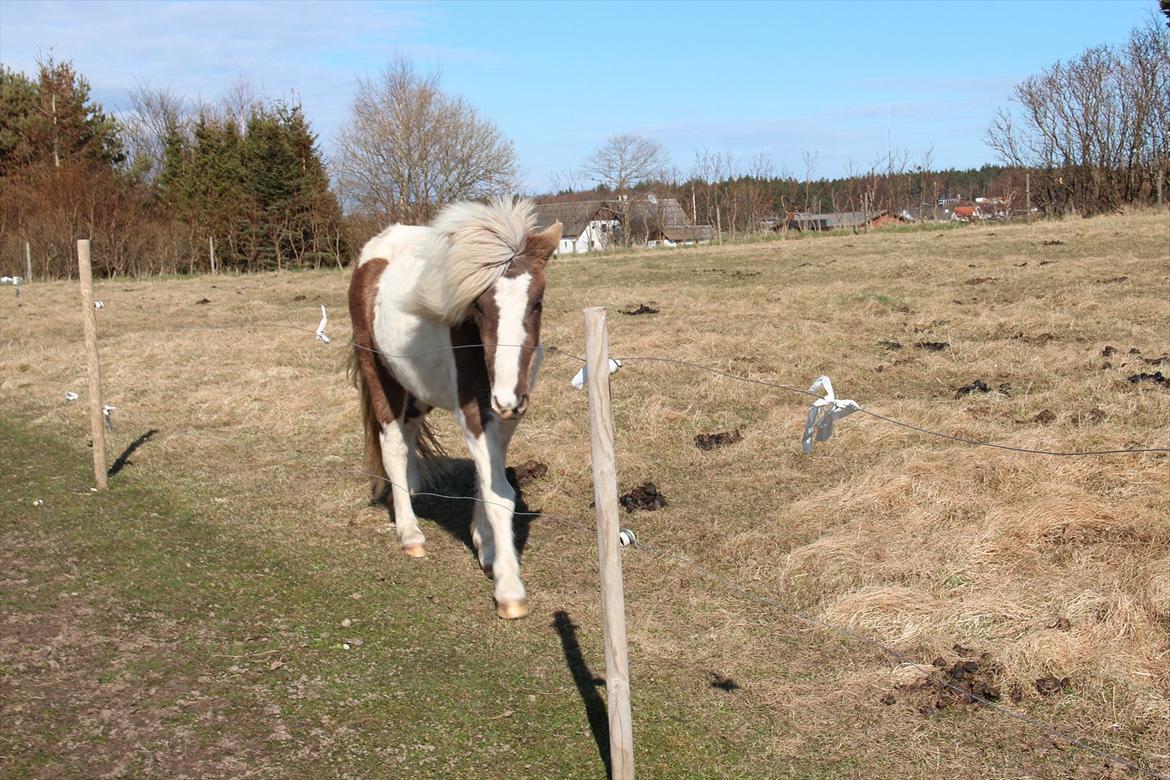 Anden særlig race Björk billede 13
