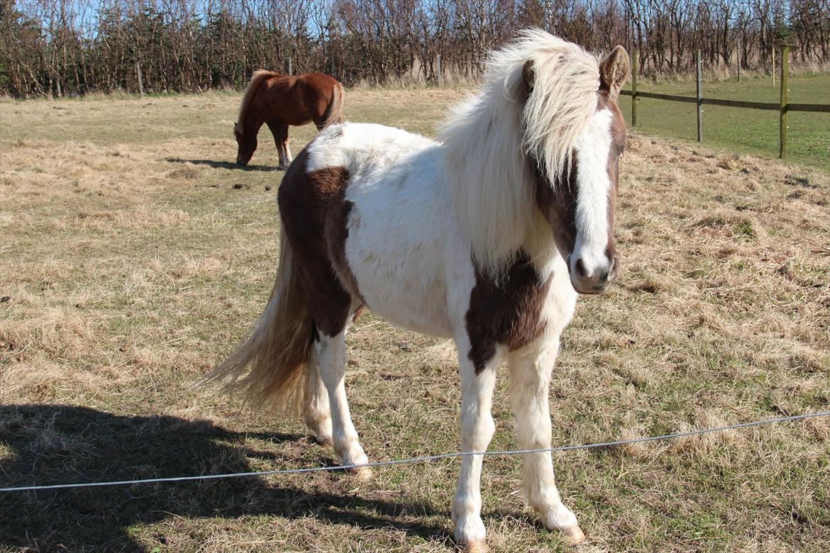 Anden særlig race Björk - Her er hun 2 år gammel billede 10