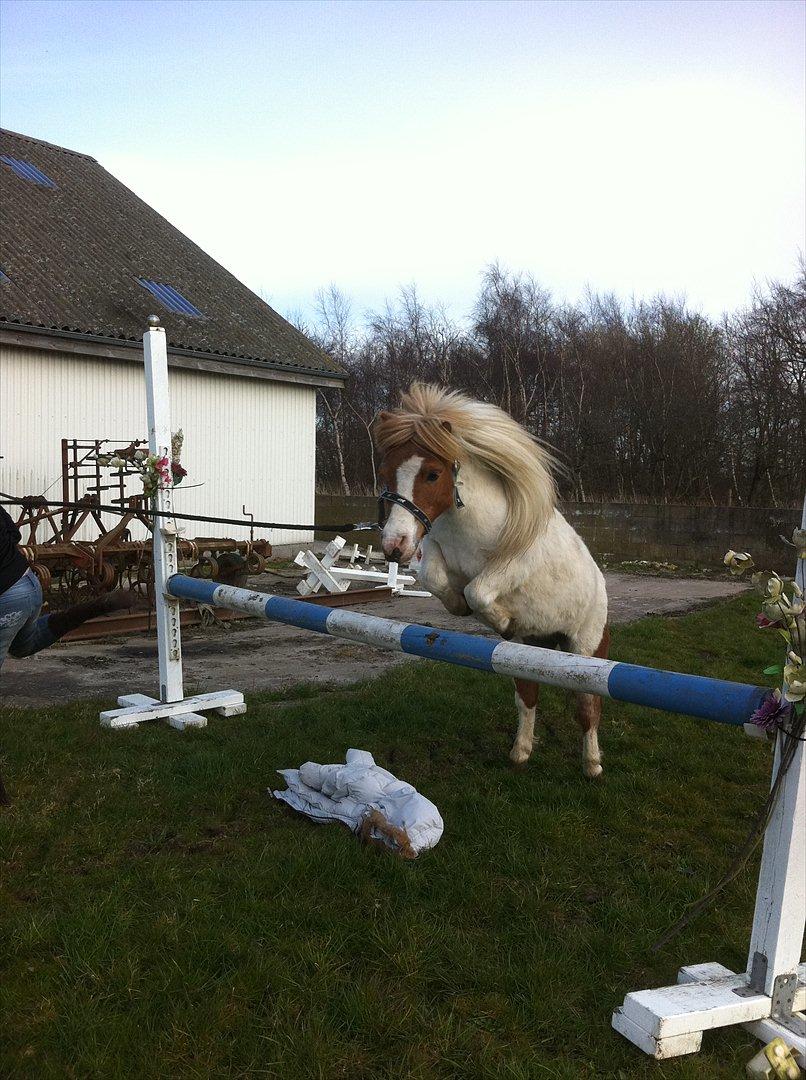 Shetlænder Balou billede 4