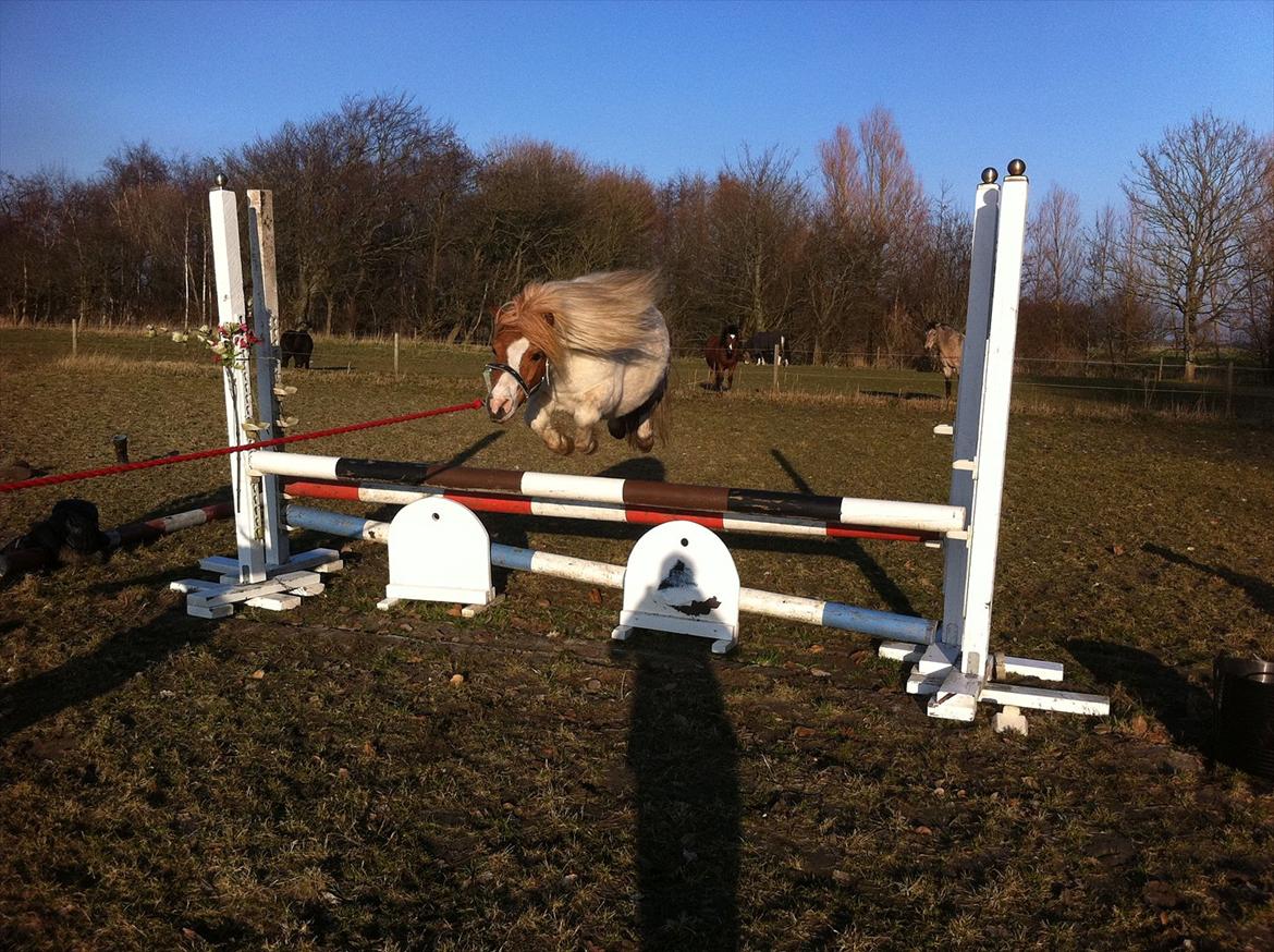 Shetlænder Balou - lille manse 
springer der hjemme <333  billede 11