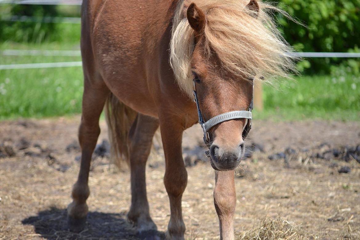 Shetlænder Bambi billede 8