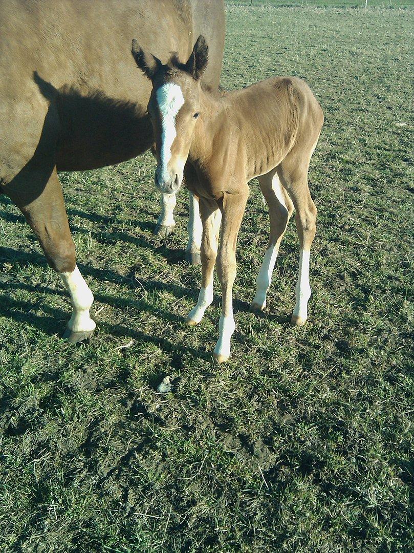 Dansk Varmblod dazzling sapphire (safir) billede 3