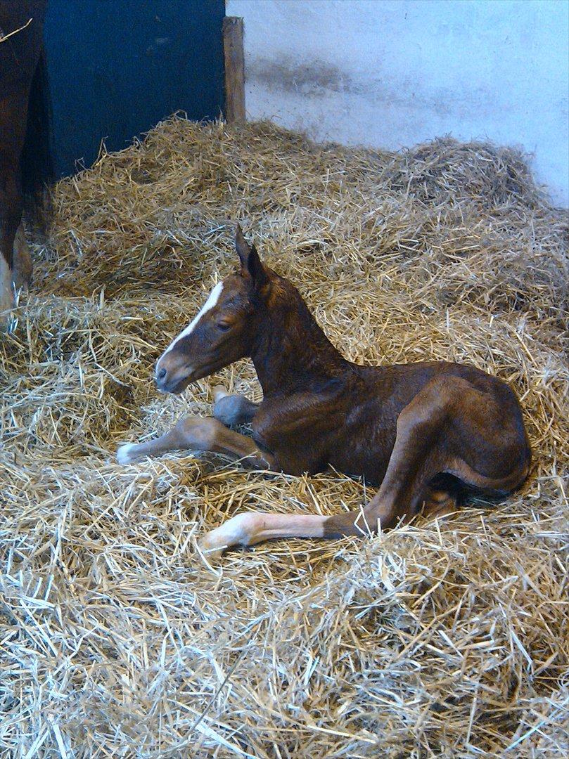 Dansk Varmblod dazzling sapphire (safir) billede 5