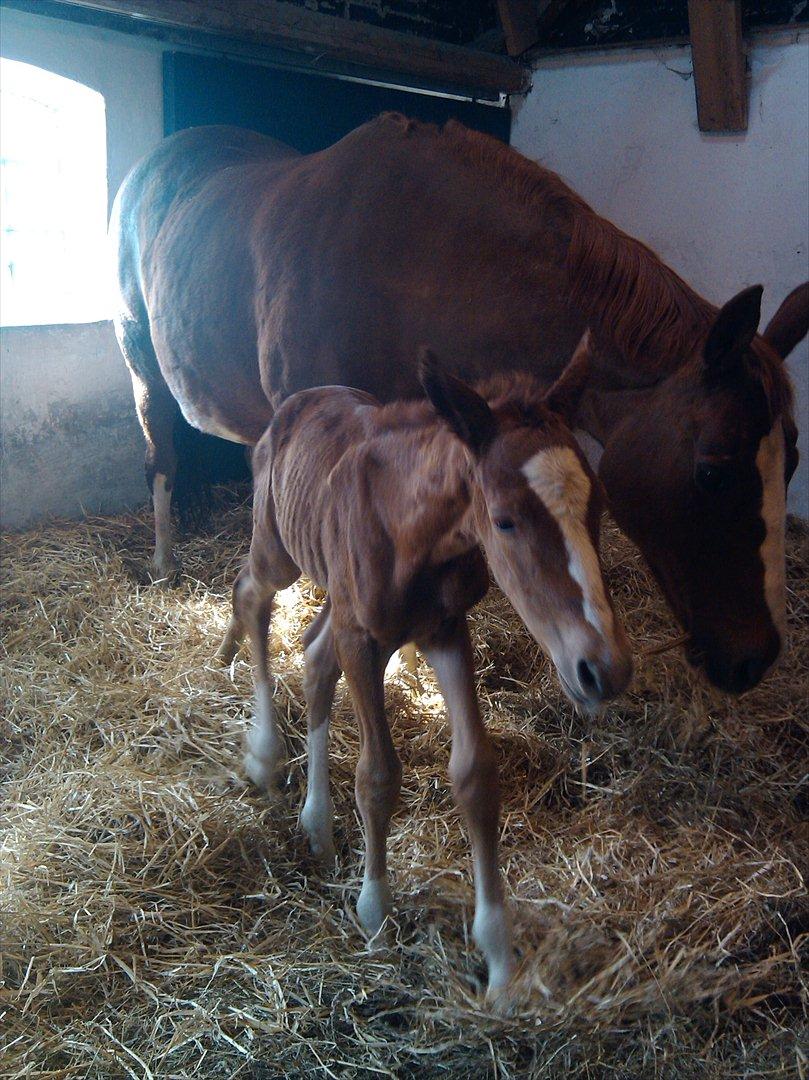 Dansk Varmblod dazzling sapphire (safir) billede 6