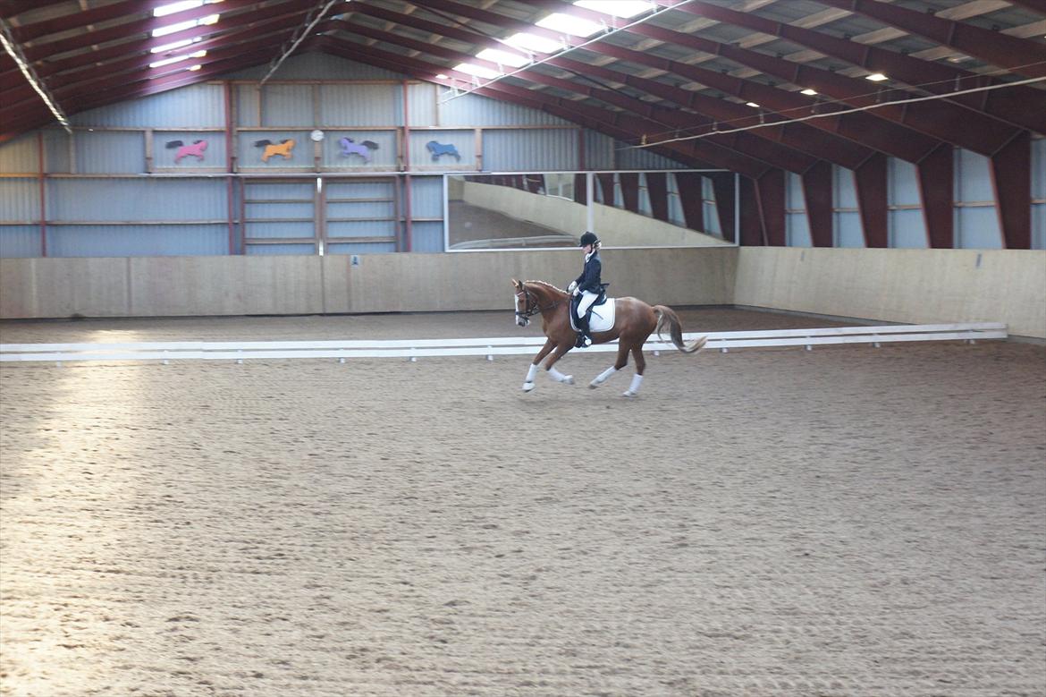 Anden særlig race Nørregårdens My Lady - Vores første stævne i BRRK:) billede 14