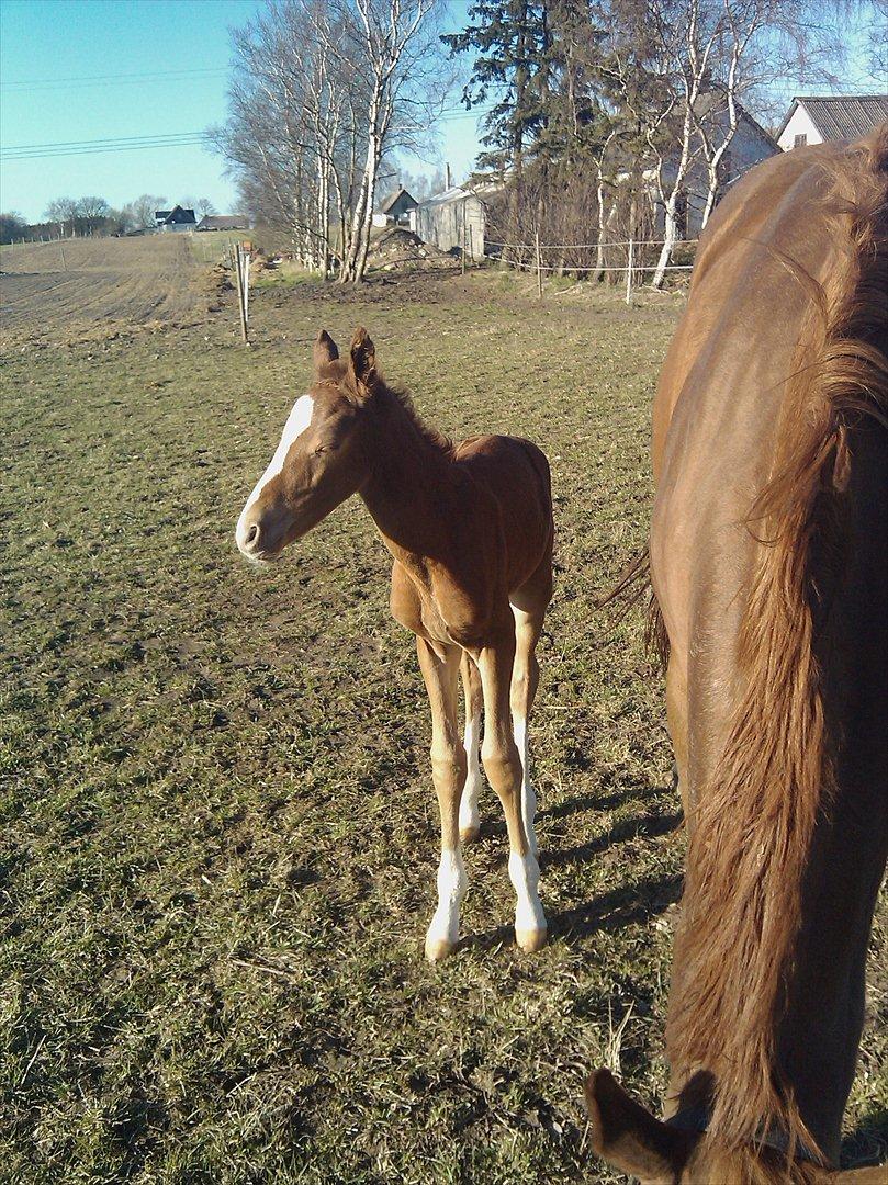 Dansk Varmblod dazzling sapphire (safir) billede 7