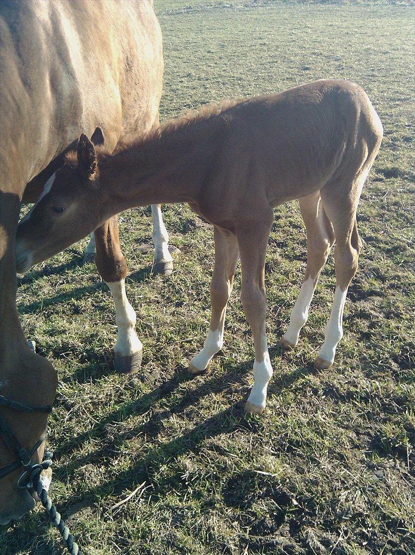 Dansk Varmblod dazzling sapphire (safir) billede 8