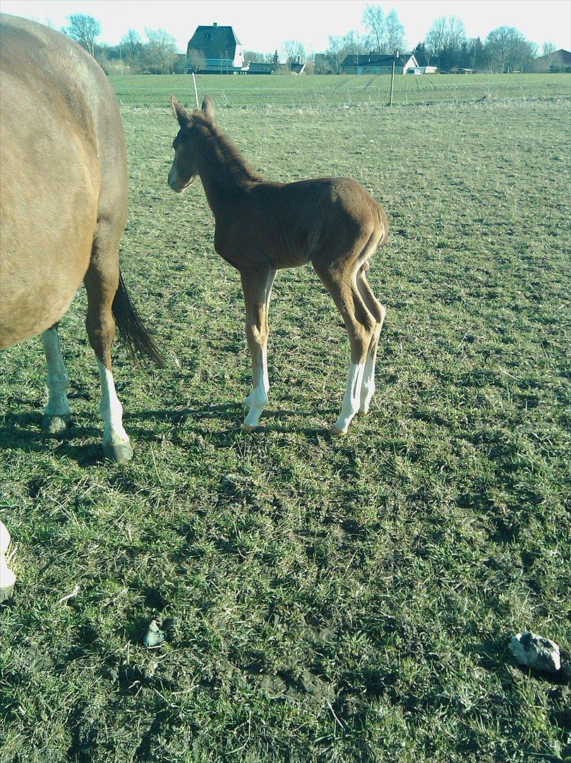 Dansk Varmblod dazzling sapphire (safir) billede 9