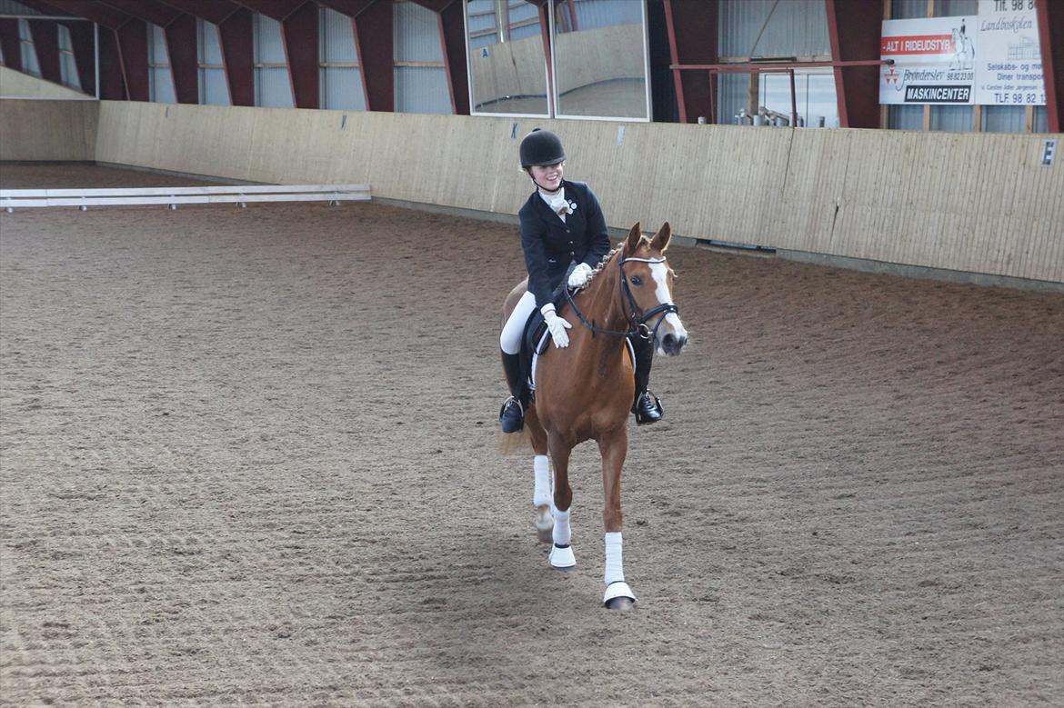Anden særlig race Nørregårdens My Lady - Til stævne i BRRK. billede 2