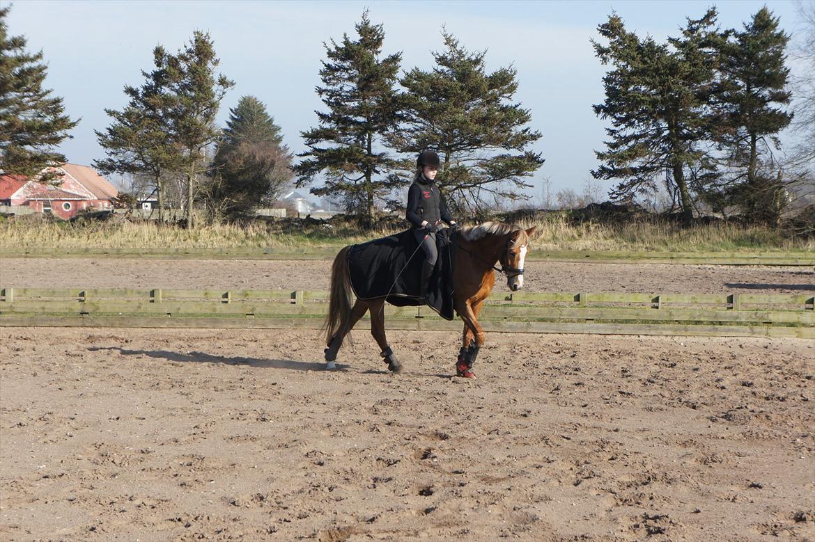 Anden særlig race Nørregårdens My Lady - Træning. billede 5
