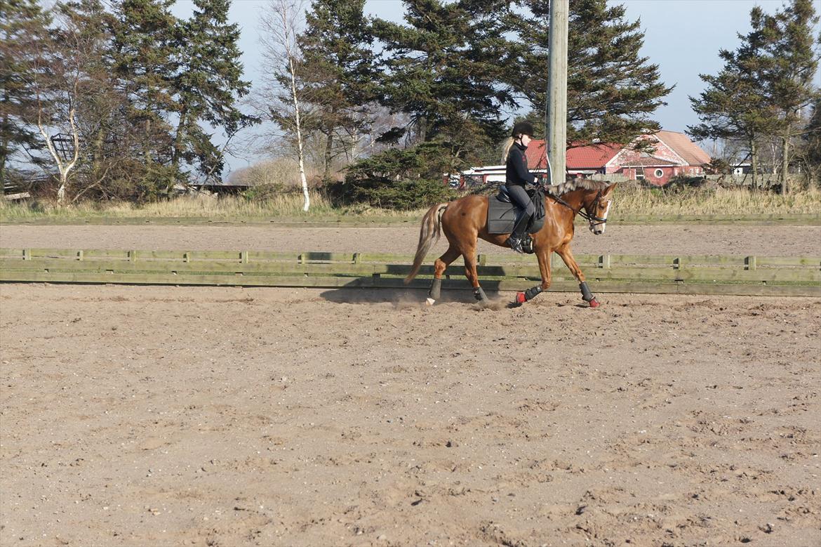Anden særlig race Nørregårdens My Lady - Træning:) billede 3