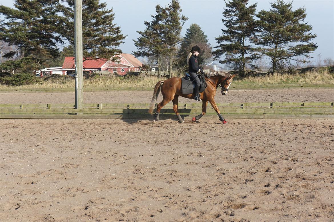 Anden særlig race Nørregårdens My Lady - Træning. billede 9
