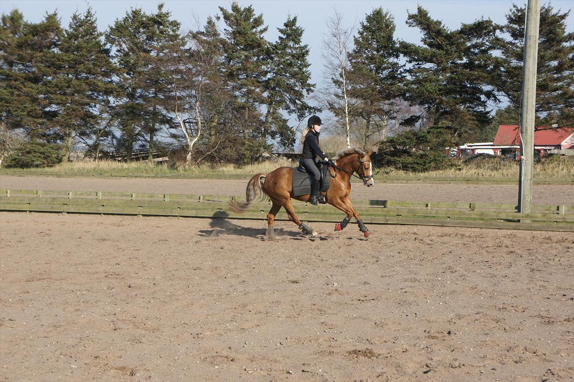 Anden særlig race Nørregårdens My Lady billede 11