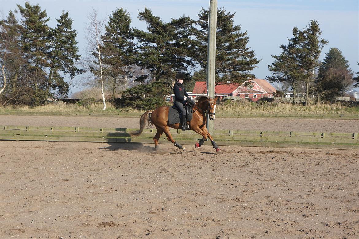 Anden særlig race Nørregårdens My Lady billede 13