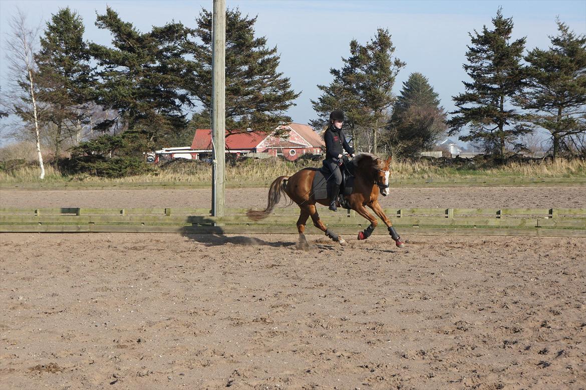 Anden særlig race Nørregårdens My Lady billede 7