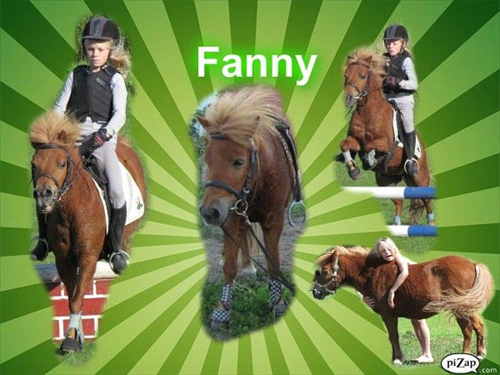 Shetlænder Fanny billede 3
