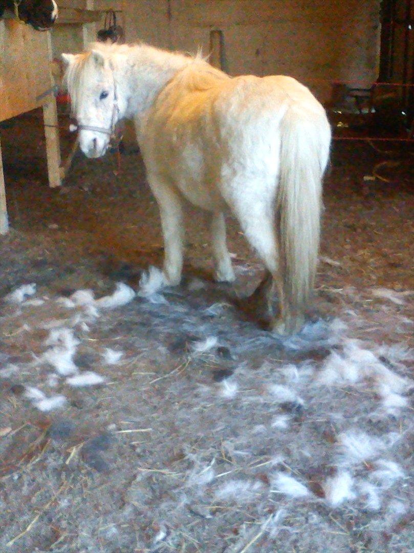 Anden særlig race Merrylegs - En god strigletur i når man fælder er bare sagen billede 17