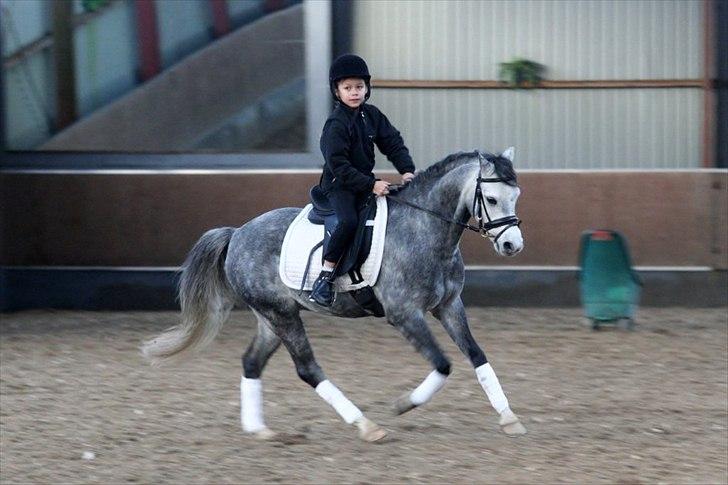 Welsh Pony (sec B) Clausholm Lord Joker Danmarksmester kat III 2015 - 2 gang jeg prøvede ham inden vi købte ham billede 16