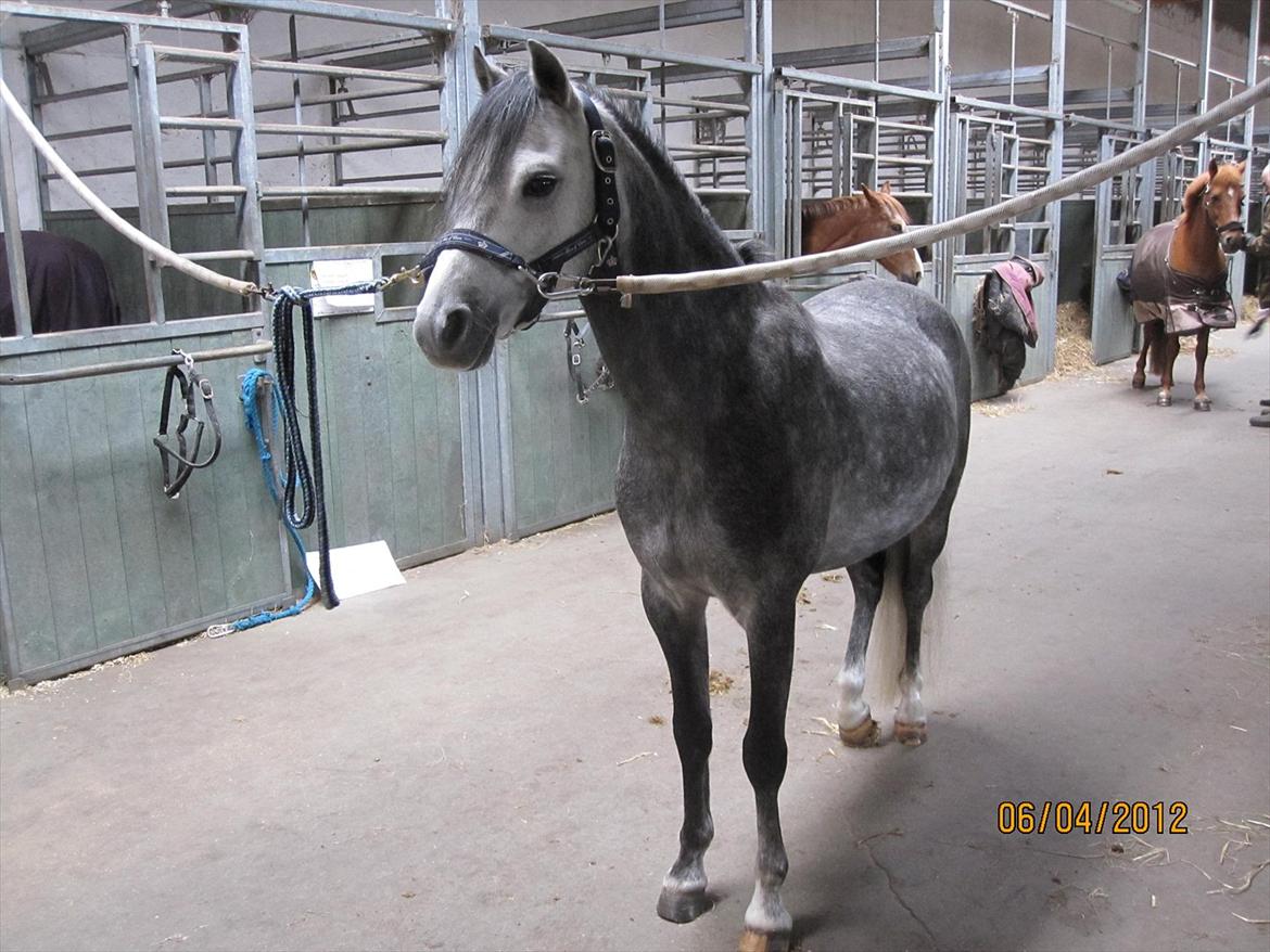 Welsh Pony (sec B) Clausholm Lord Joker Danmarksmester kat III 2015 - Joker på staldgangen billede 17