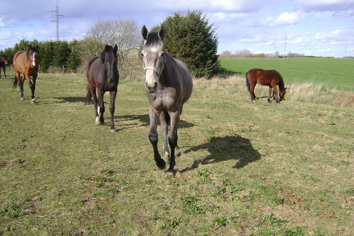 Dansk Varmblod Chidana billede 11