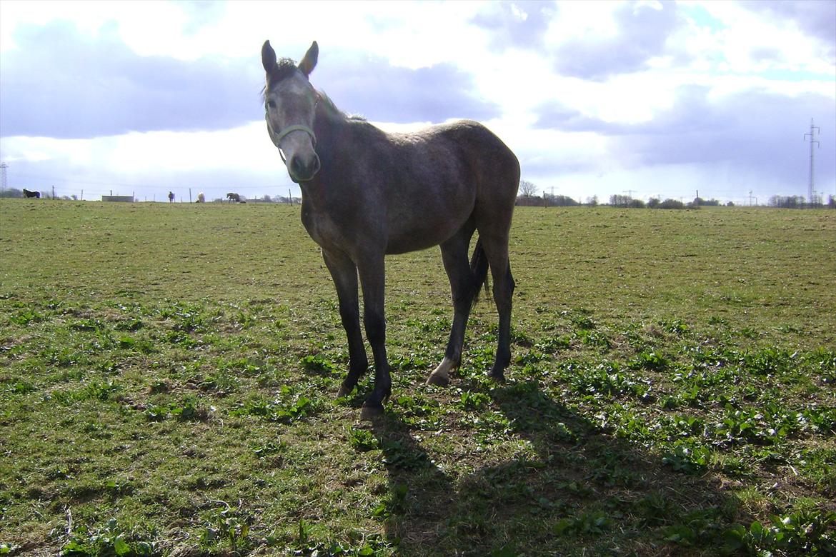 Dansk Varmblod Chidana billede 12