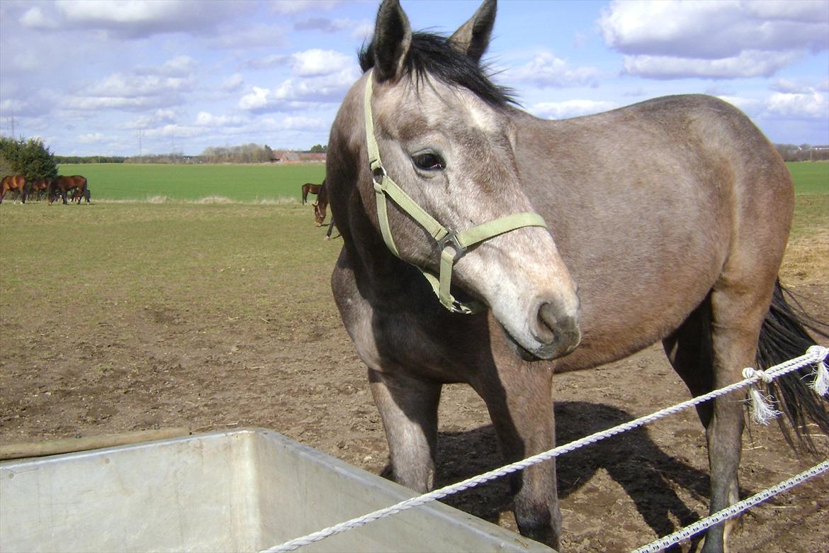 Dansk Varmblod Chidana billede 13