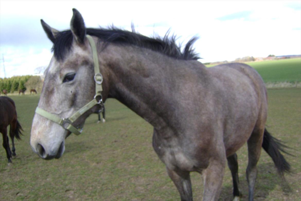 Dansk Varmblod Chidana billede 15