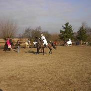 Dansk Varmblod Diana !