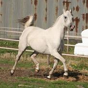 Anden særlig race kandy *DØD* ;(