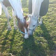 Anden særlig race Sarabi *SOLGT*