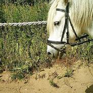 Anden særlig race Snuppi