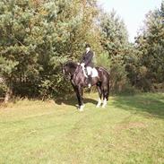 Dansk Varmblod Golden Star