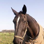 Dansk Varmblod Golden Star