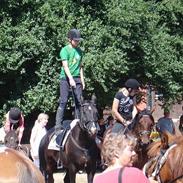 Dansk Varmblod Moonlight