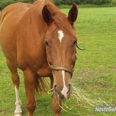 Dansk Varmblod May Julaga R.I.P