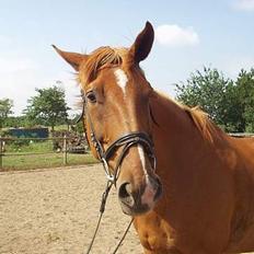 Dansk Varmblod May Julaga R.I.P