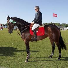 Dansk Varmblod Højbo´s Chana