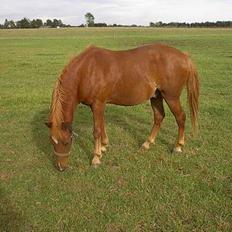 Welsh Mountain (sec A) Fury -