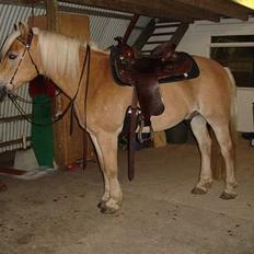 Tyroler Haflinger Wacholder *solgt'