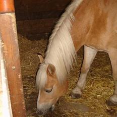 Tyroler Haflinger Wacholder *solgt'