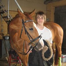 Dansk Varmblod Victoria "I FOEL"