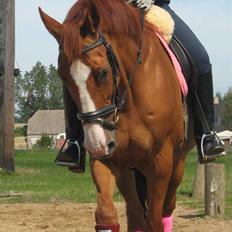 Dansk Varmblod Victoria "I FOEL"