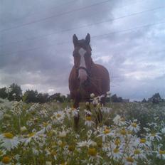 Dansk Varmblod Victoria "I FOEL"
