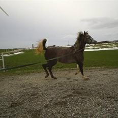 Arabisk fuldblod (OX) Easy . <3 miss u. (Solgt)