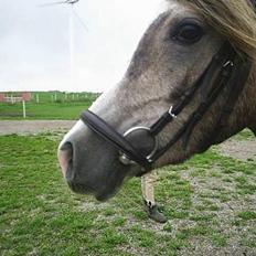 Arabisk fuldblod (OX) Easy . <3 miss u. (Solgt)