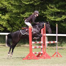 Anden særlig race Torpegårds Master SOLGT /