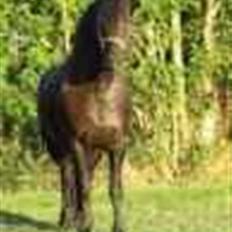 Frieser Kleine May STER