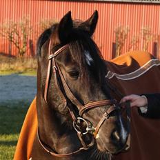 Anden særlig race Torpegårds Master SOLGT /